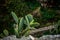 Natural Beauty of Puglia, Italy: Cactus in the Wild