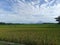 natural beauty with views of rice fields that are almost harvested and towering mountains