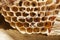 Natural bee hive