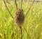 natural beehive in the grass