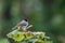 In natural behavior Sooty-headed bulbul