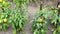 Natural bell pepper green and red growing in the garden, agriculture, growing vegetables, background