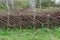 Natural Benjes hedge with willow branches