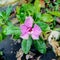 natural betail beautiful flower tread dara blooming in the raindrops in the garden. Catharanthus roseus