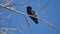 Natural bird black corvus crow raven sitting on branches in winter, blue sky wild outdoors raven