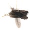 Natural bird feathers isolated on a white background. pile pigeon, chicken and goose feathers close-up. stack  bird feathers