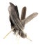 Natural bird feathers isolated on a white background. pile pigeon, chicken and goose feathers close-up. stack  bird feathers