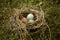 Natural Birds Nest