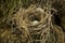 Natural Birds Nest