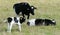 Natural black and white cows with horns