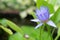 Natural blossom violet lotus flora on water with green lotus leave background.