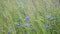 Natural blue wild cornflowers bluet flowers meadow in wind