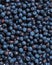 Natural blueberry background. Bilberries textured backdrop, close up. Fresh huckleberries, vegan healthy snack