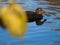Natural blur abstract background and duck on water