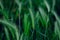 Natural blurred background with green triticale plants