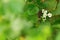 Natural blurred green background with small tender white flowers hawthorn. Growled haw flowers on branch.