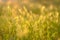 Natural blurred summer background. Field grasses and ears in the golden sunlight at sunset