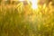 Natural blurred summer background. Field grasses and ears in the golden sunlight at sunset
