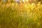 Natural blurred summer background. Field grasses and ears in the golden sunlight at sunset