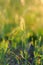 Natural blurred summer background. Field grasses and ears in the golden sunlight at sunset. The concept of environmental