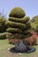 Natural bonsai tree in garden