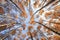 natural bottom view of the crowns and tops of birch trees with bright yellow and orange leaves stretch to the blue