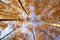 natural bottom view of the crowns and tops of birch trees with bright yellow and orange leaves stretch to the blue