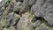 Natural boulder stone wall with moss and grass.