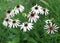 Natural bouquet of Echinacea Purpurea in a garden