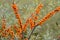 Natural Branch of orange sea buckthorn berries