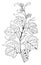 Natural Branch Vine have grape vine in this pattern, vintage engraving