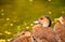 Natural Brown Duck near the pond