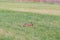 Natural brown hare lepus europaeus in green meadow