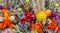 Natural bunch flowers background