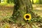 Natural burial, peaceful forest in Germany