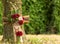 Natural burial, peaceful forest in Germany