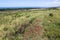 Natural Bush Looking Across Bay with Durban Buildings and Bluff in Background