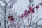 A natural calamity of snow during the bloom of the trees and the harvest