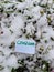 Natural camomile flowers covered with snow there is paper on the snow where the corona virus is written