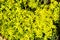 The natural carpet consists of densely growing small flowers of a sedum.