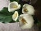 Natural cartridge flowers with green leaves on the ground