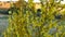 Natural cattle tail Verbascum thapsus plant, medicinal Verbascum thapsus.