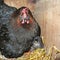Natural chick rearing, black hen breeds in the stall on straw,