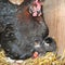 Natural chick rearing, a black hen breeds in the stall on straw, makes gluck smells, she warns her freshly hatched children, she