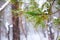 natural Christmas fir branch with drops in winter forest, closeup