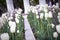 Natural city landscape. White tulip flowers on a flowerbed in the city park. Antique rotunda