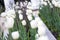 Natural city landscape. White tulip flowers on a flowerbed in the city park. Blurry, selective focus