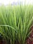 Natural climate Paddy Green