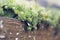 Natural close up macro copy space shot of a bunch of green sempervivum tectorum common houseleek succulent plants with hens,