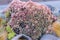 Natural close up macro shot of a vase containing a bunch of pink, purple, red sempervivum arachnoideum cobweb houseleek